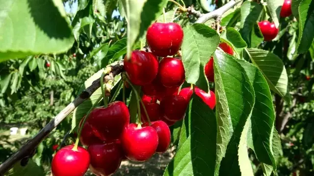Çay bardağına sığmayan dev kirazda hasat başladı, piyasa değeri 500 TL