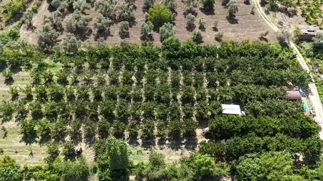 Çay bardağına sığmayan dev kirazda hasat başladı, piyasa değeri 500 TL